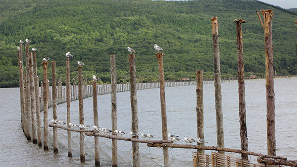 Практика промышленного и прибрежного рыболовства с использованием стационарных орудий лова на реке Амур